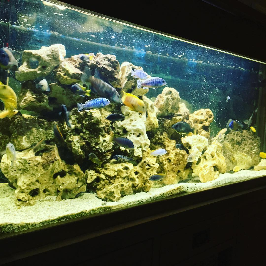 #mbuna #cichlid #fish4life