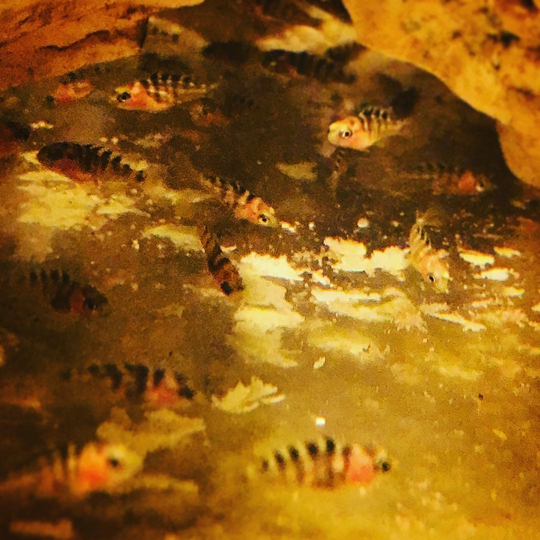 #proud #mbuna  #crabro 1st lot of fishy babies, about 40 fry, 2 other fish holding too #babyfactory #justfish #justfinns