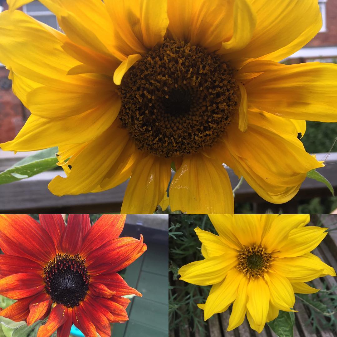 #jacks #sunflowers