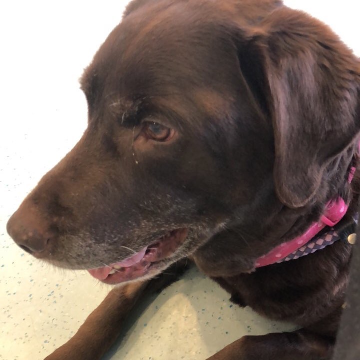 #bella ❤️ #post-op #doingwell