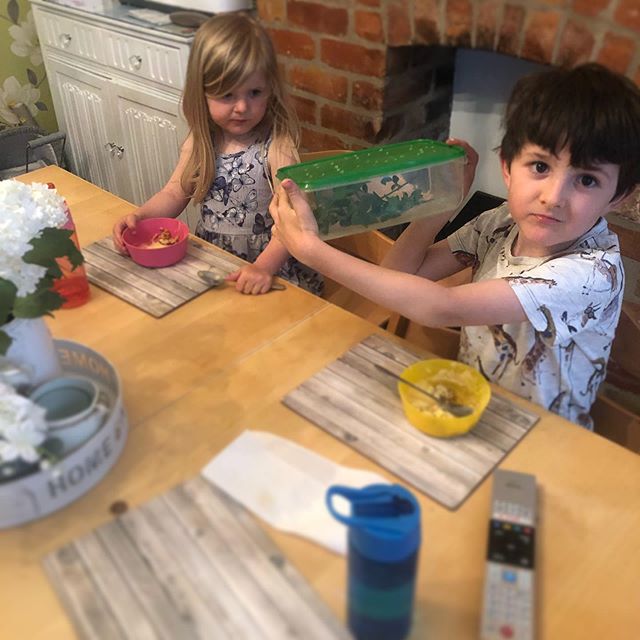 26:04:20 to 13:05:20
Covid the caterpillar has changed from a lovely caterpillar into a crysallis  #covid #caterpillar #changeyourlife